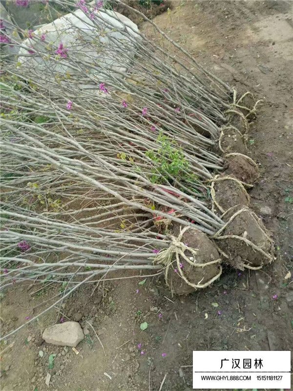 不同冠幅叢生紫荊價格(圖1)
