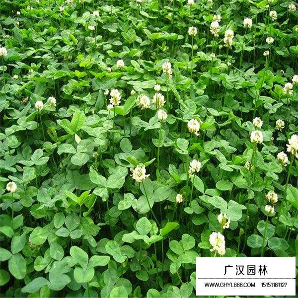 不同等級白三葉種子的價格(圖1)