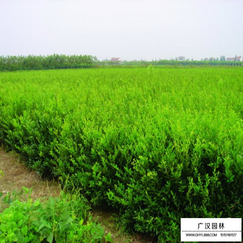 水蠟苗質量怎么區分(圖3)