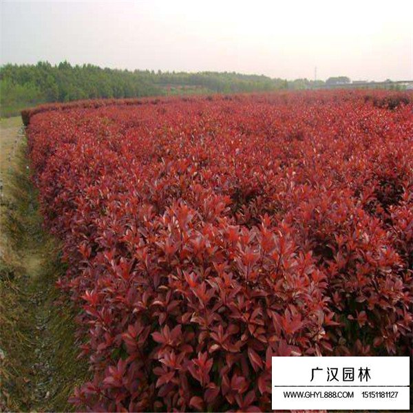 叢生紅端木的栽培(圖2)