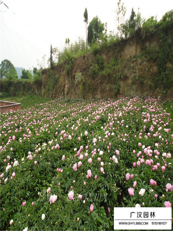 芍藥花的形態(圖1)