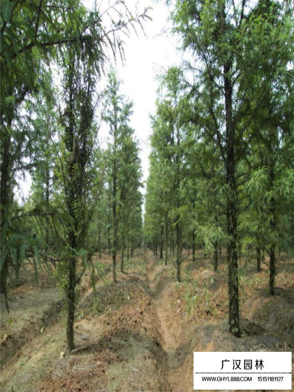 水杉的種植養護(圖3)