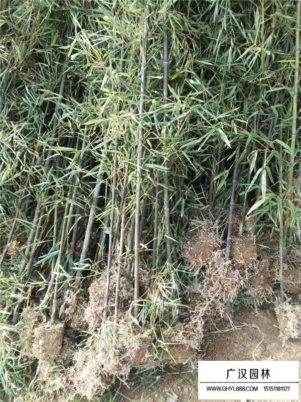 不同規格的紫竹價格(圖3)