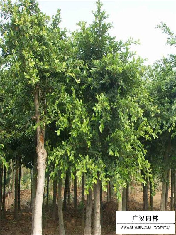 不同規格重陽木材價格(圖3)