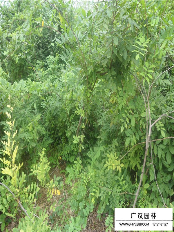紫藤的地域分布(圖1)