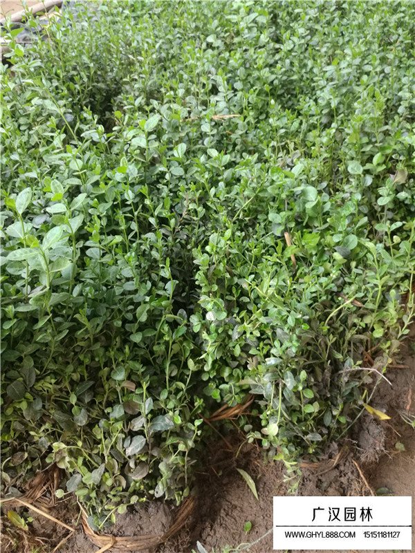 小葉扶芳藤的苗床培育(圖1)