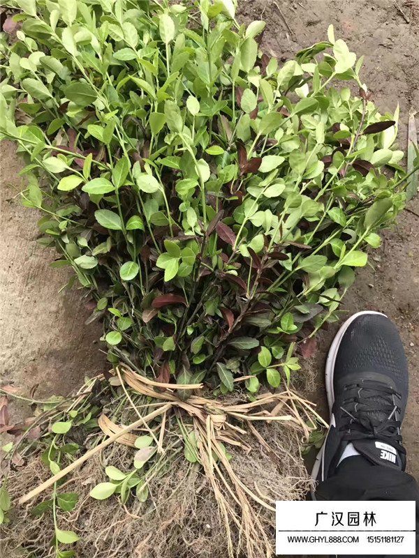 小葉扶芳藤的苗床培育(圖3)
