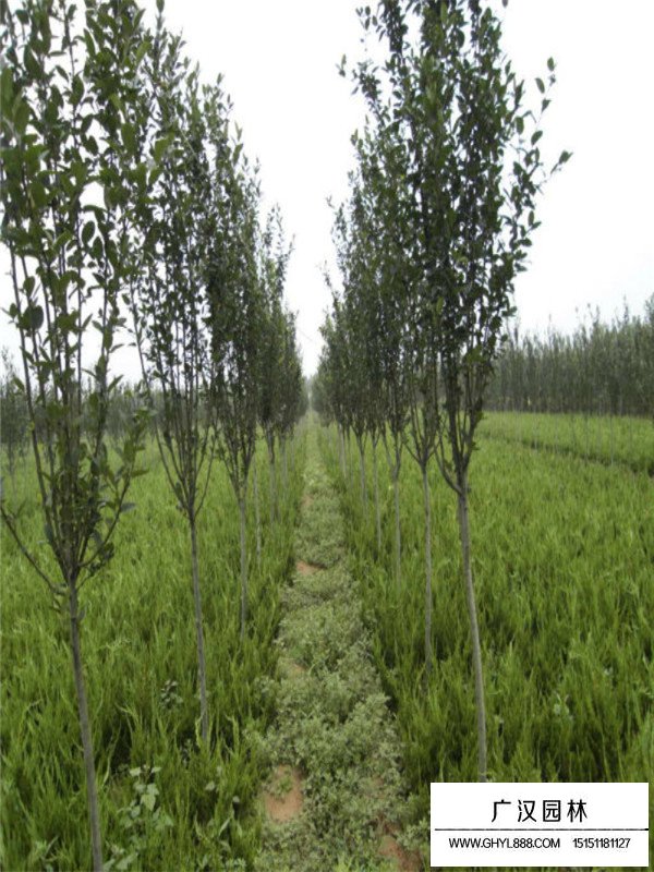 西府海棠的種植經驗(圖1)