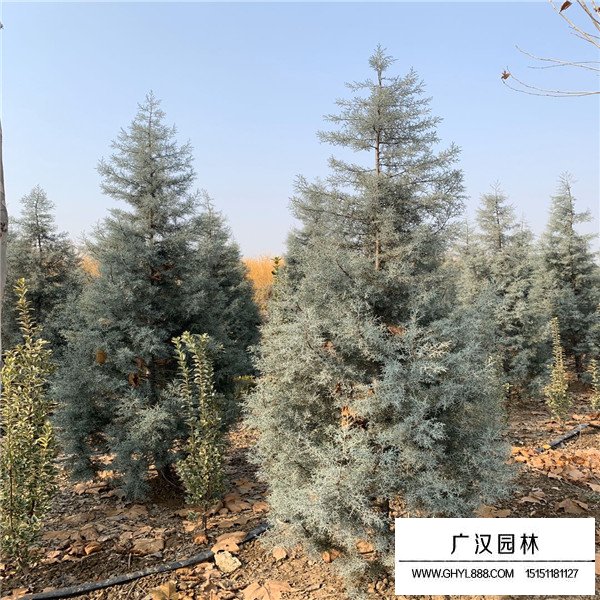 藍冰柏的養護管理(圖1)