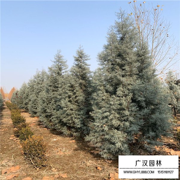 藍冰柏的養護管理(圖3)