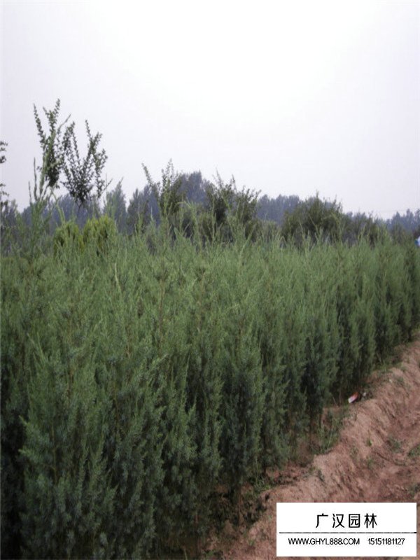 刺柏的實用價值(圖1)