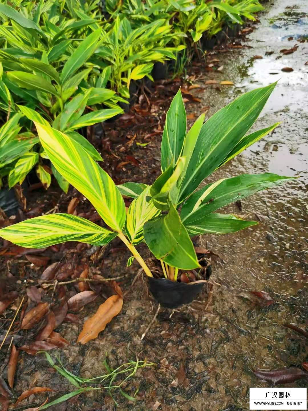 花葉良姜(圖3)