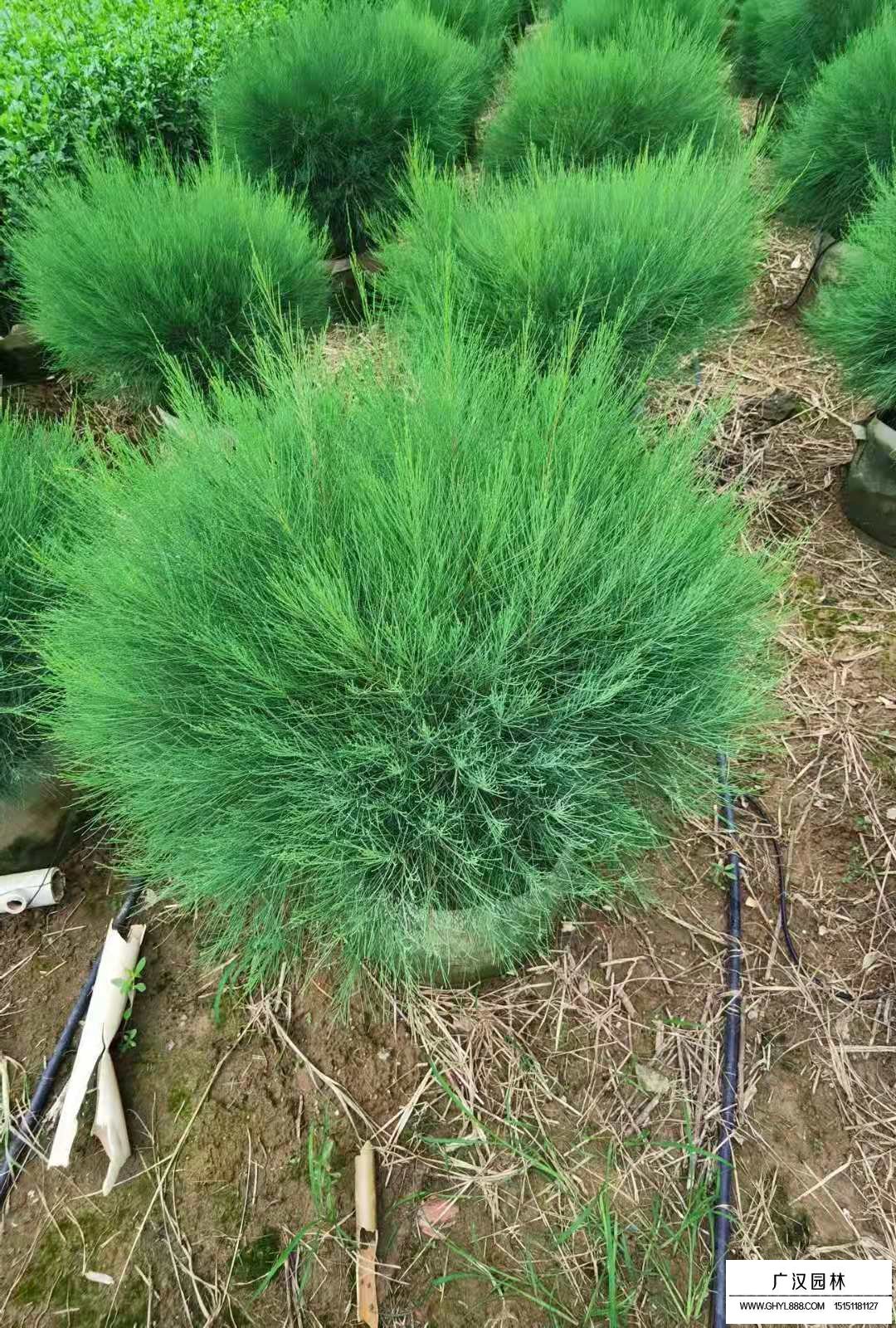 木麻黃(圖1)