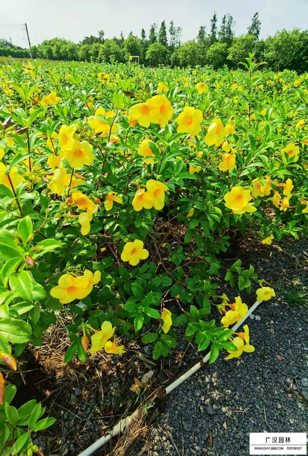 軟枝黃蟬(圖1)