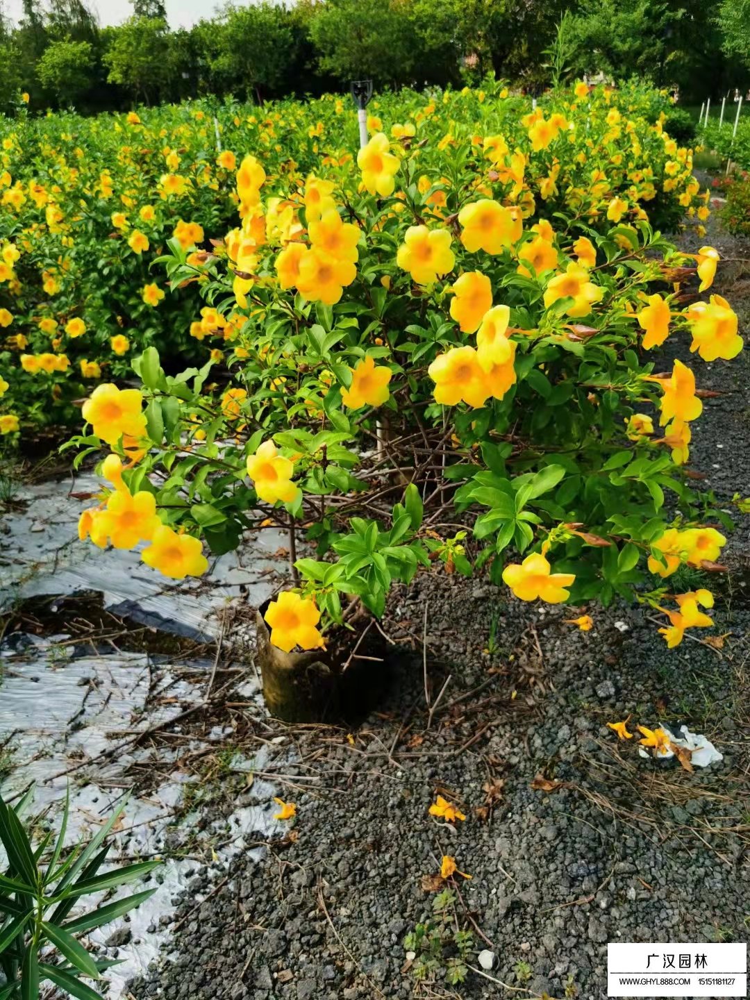 軟枝黃蟬(圖4)