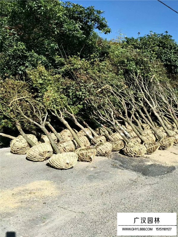 紅楓盆景怎么養殖(圖1)