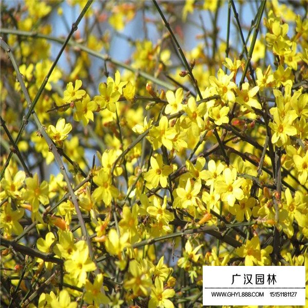 迎春花的寓意(圖1)