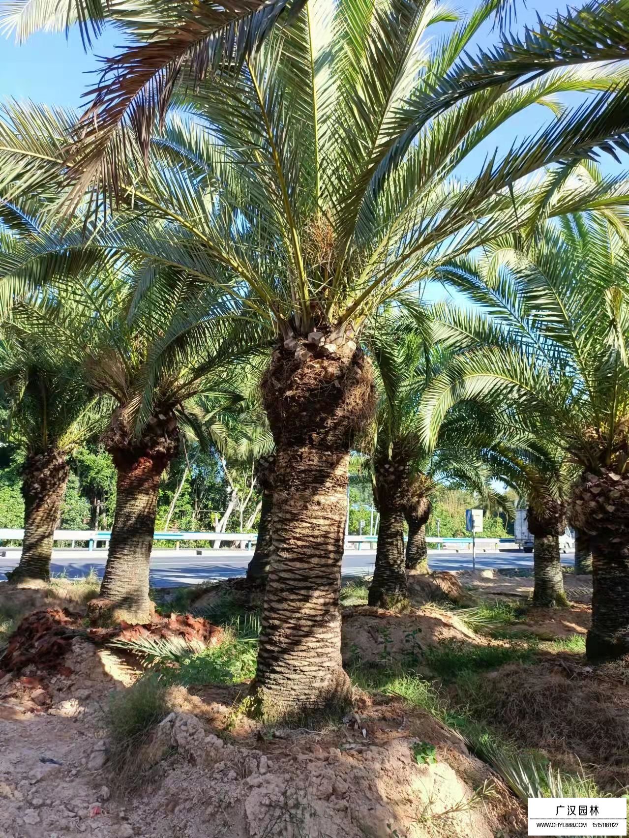 加拿利海棗的種植環境(圖1)