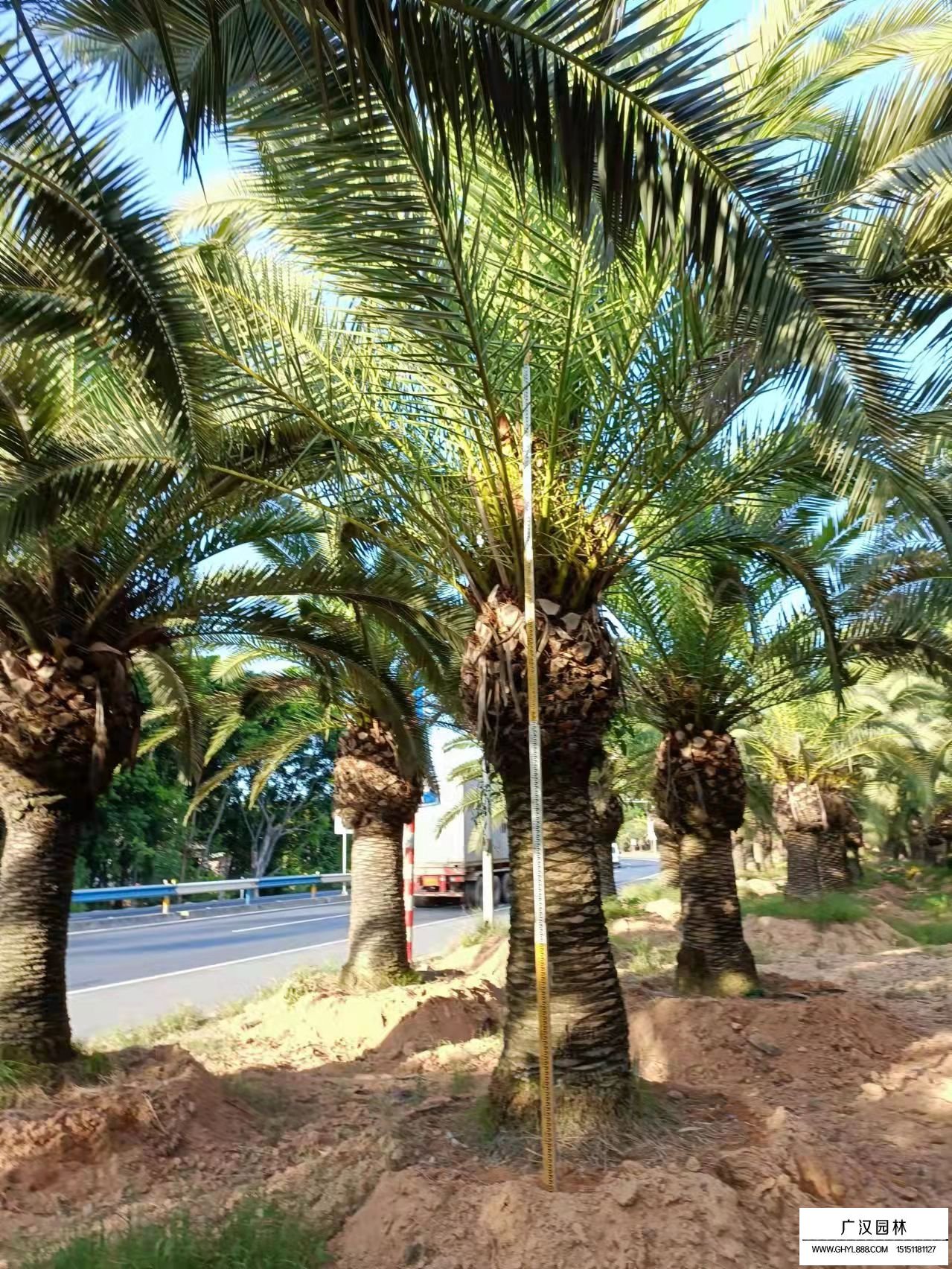 加拿利海棗的種植環境(圖3)