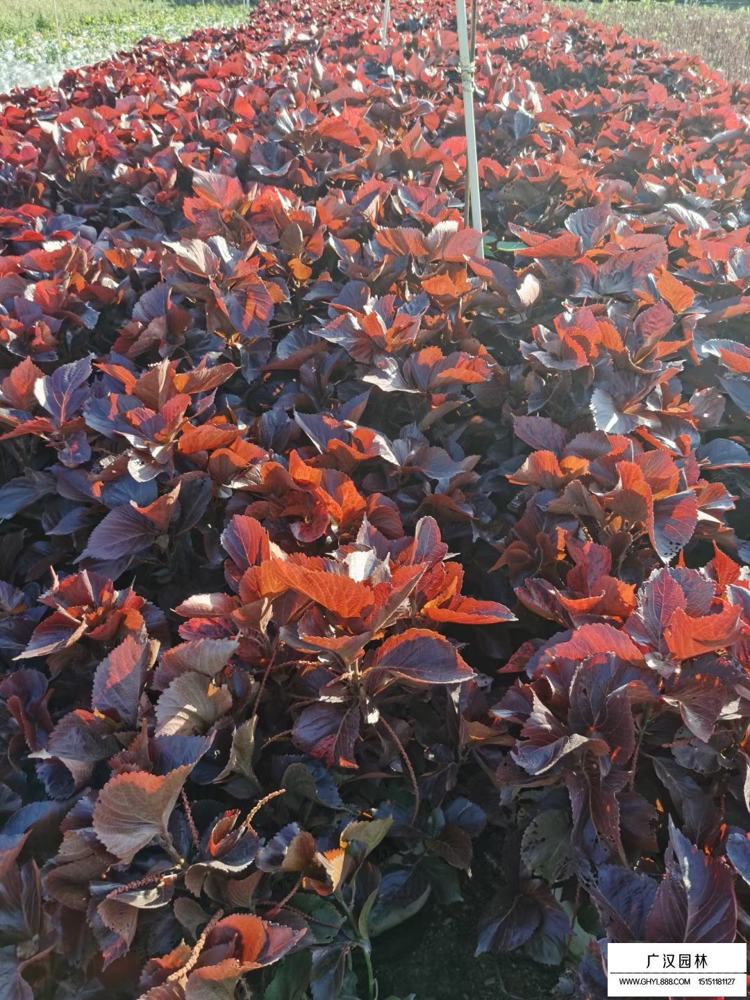 紅桑(圖2)