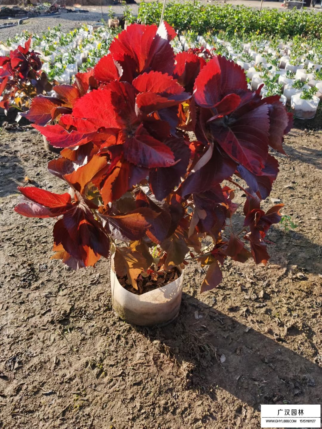 紅桑(圖5)