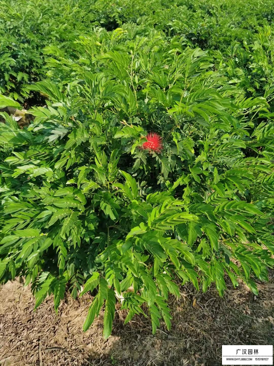紅絨球病蟲害防治技術(圖1)