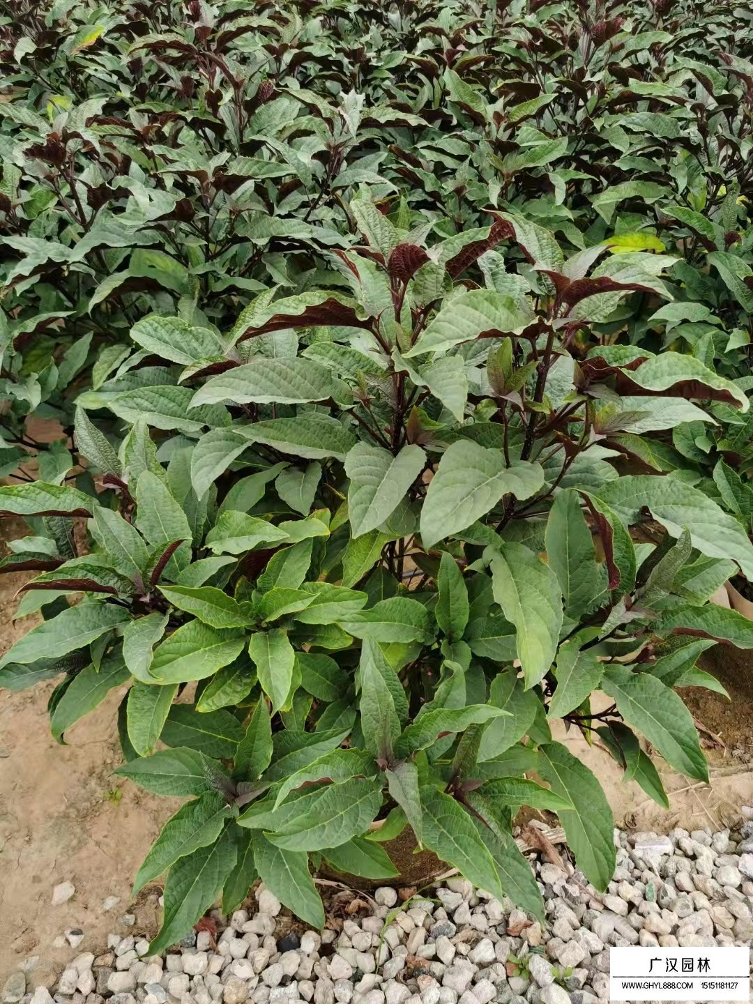 煙火樹(圖2)