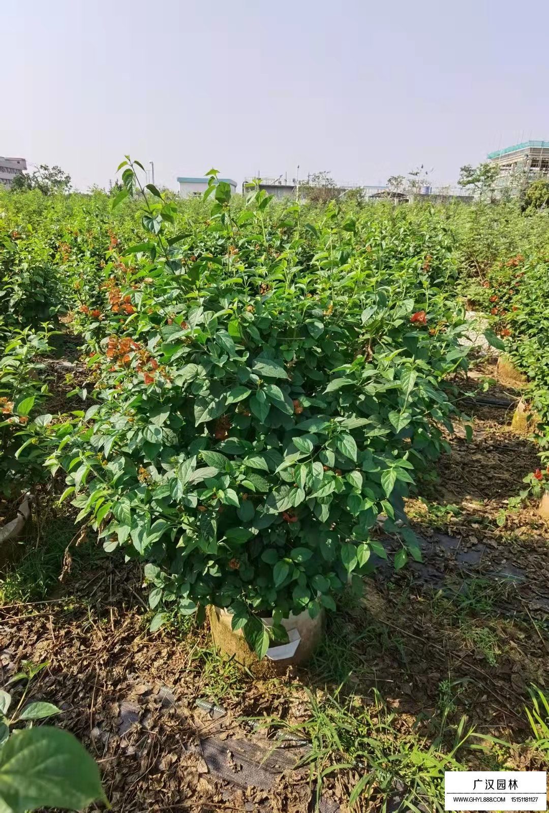冬紅的花期在什么時候(圖3)