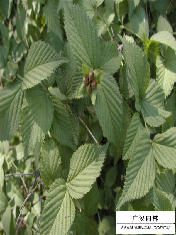 棣棠適合種植在什么地方(圖1)