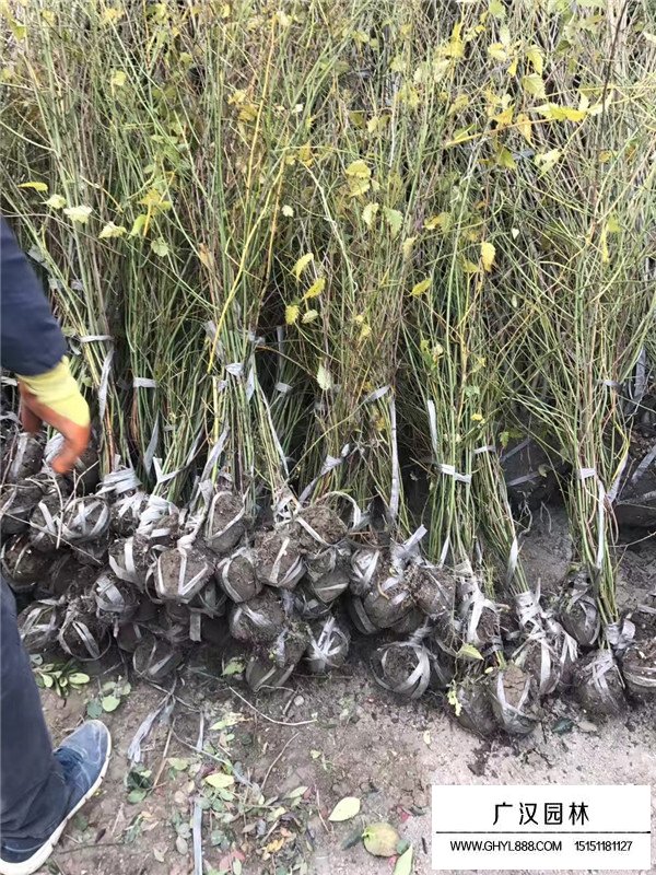 棣棠適合種植在什么地方(圖2)