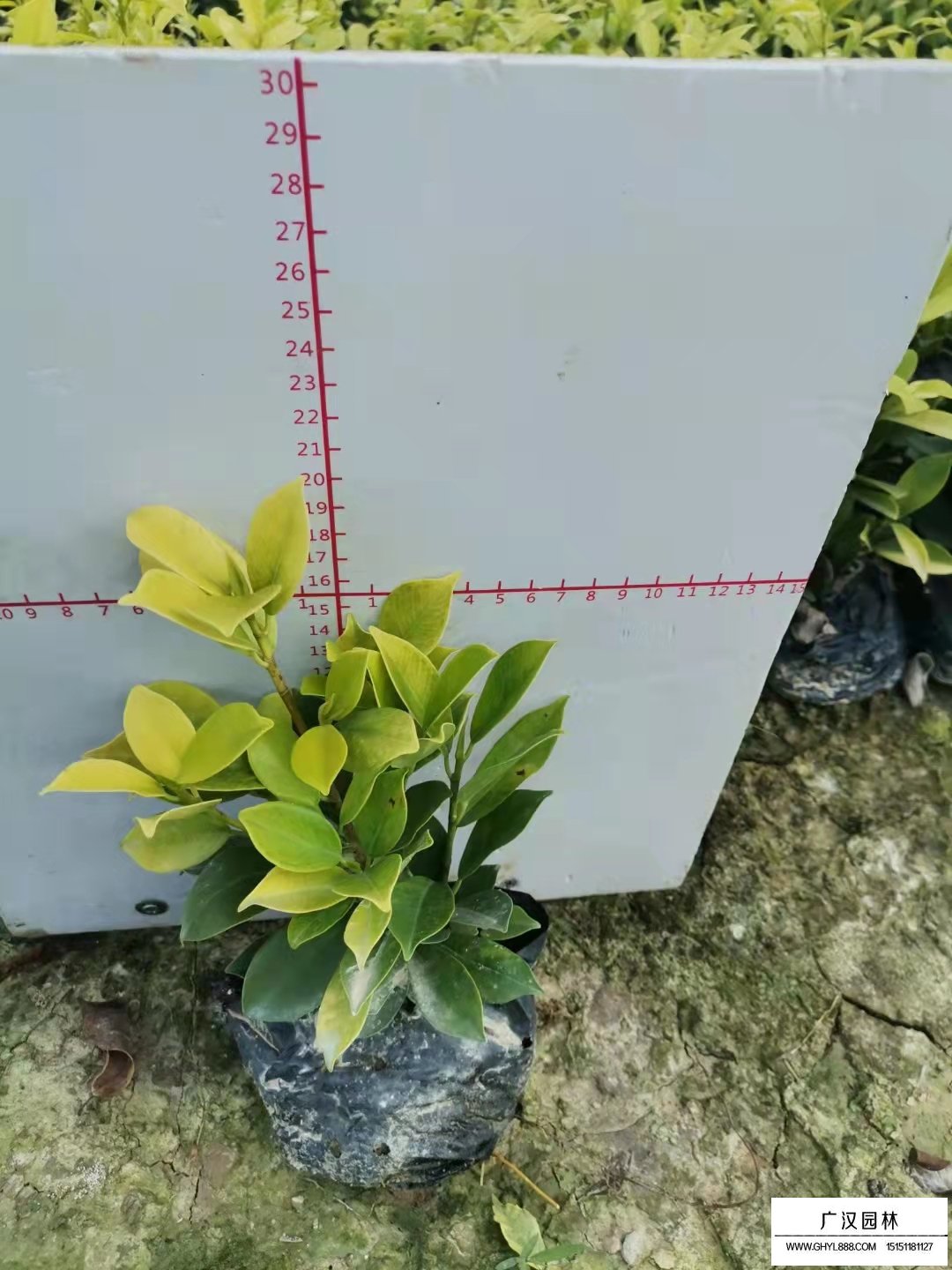 黃榕苗(圖1)