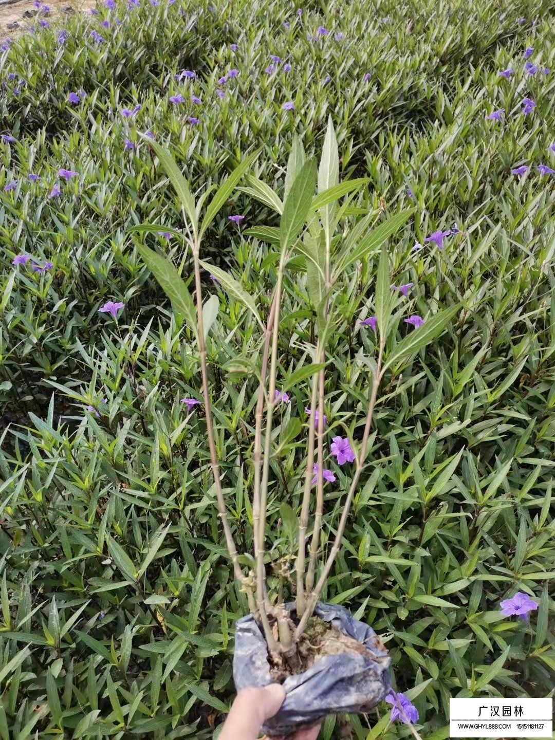 紫花翠蘆莉的養殖環境(圖1)