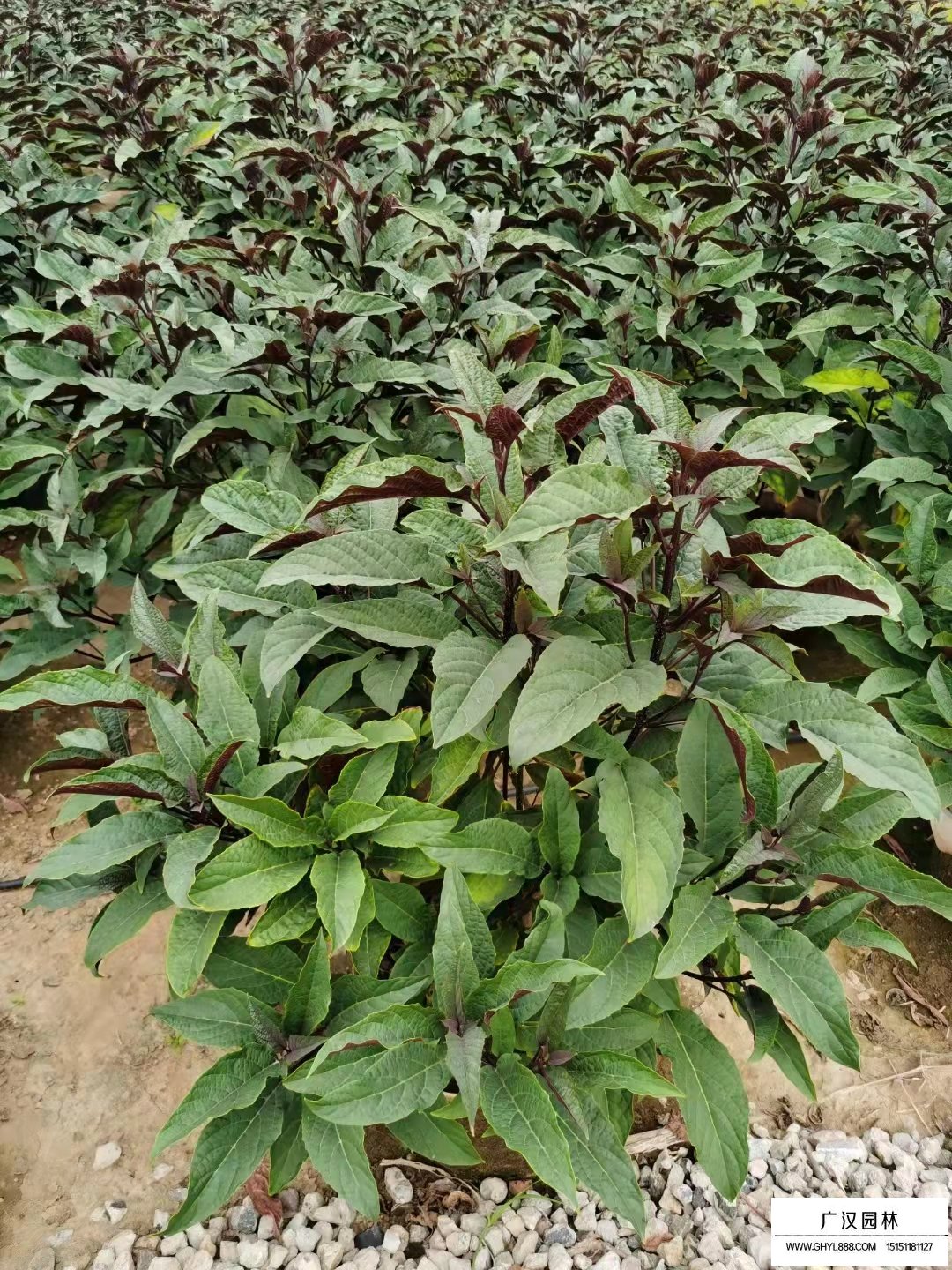 煙火樹有沒有藥用價值(圖1)