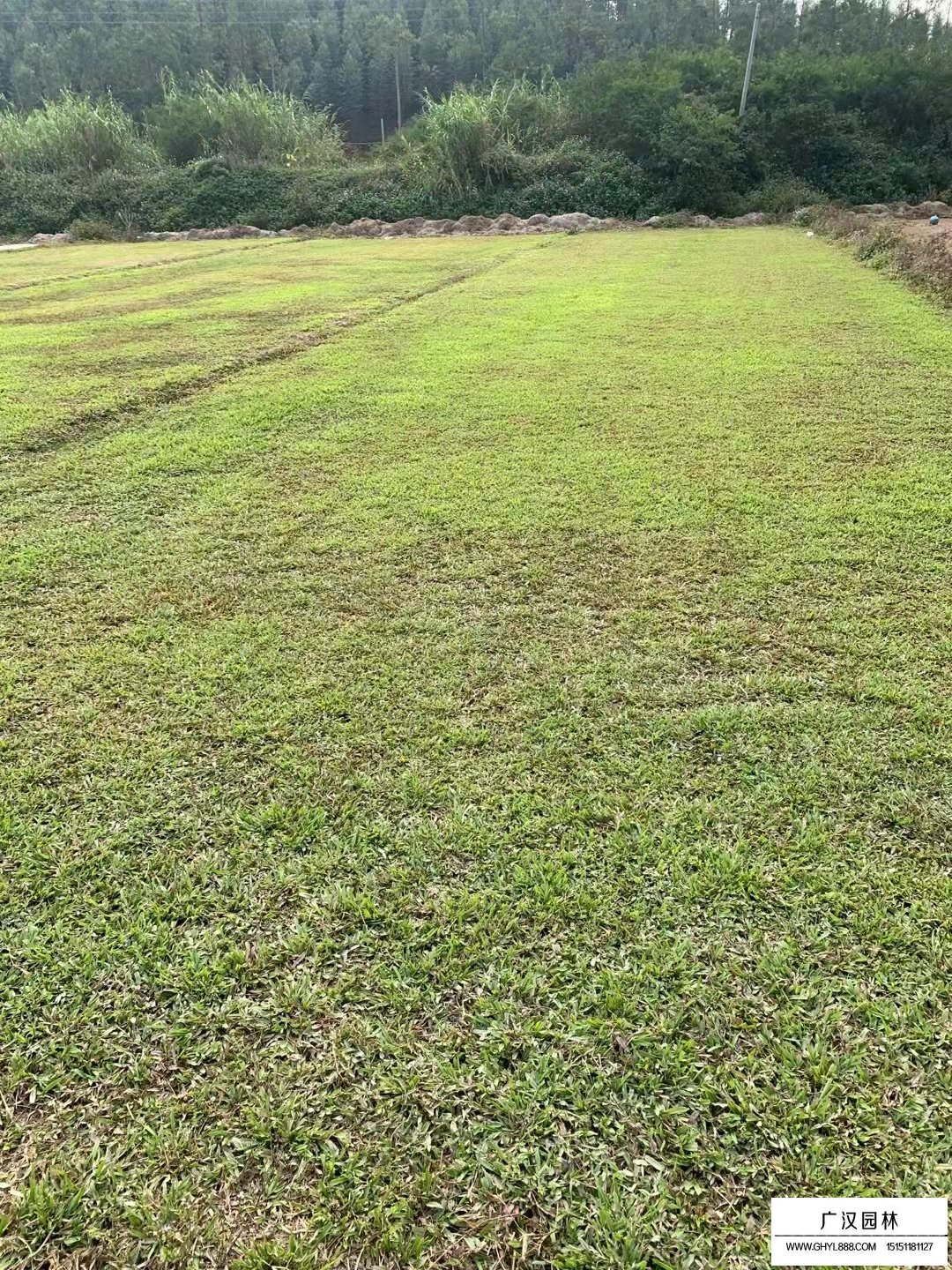 大葉油草(圖2)