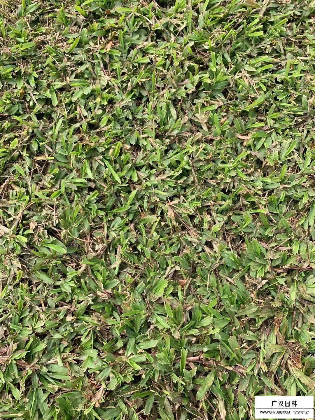 大葉油草(圖3)