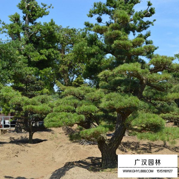 黑松盆景怎么施肥(圖1)
