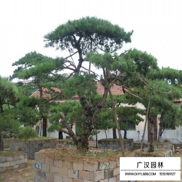 黑松盆景怎么施肥(圖3)
