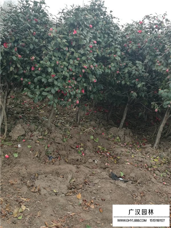 茶梅的培育過程(圖4)