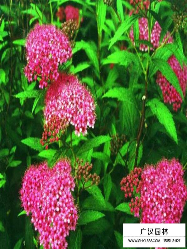 繡線菊的花語(圖2)