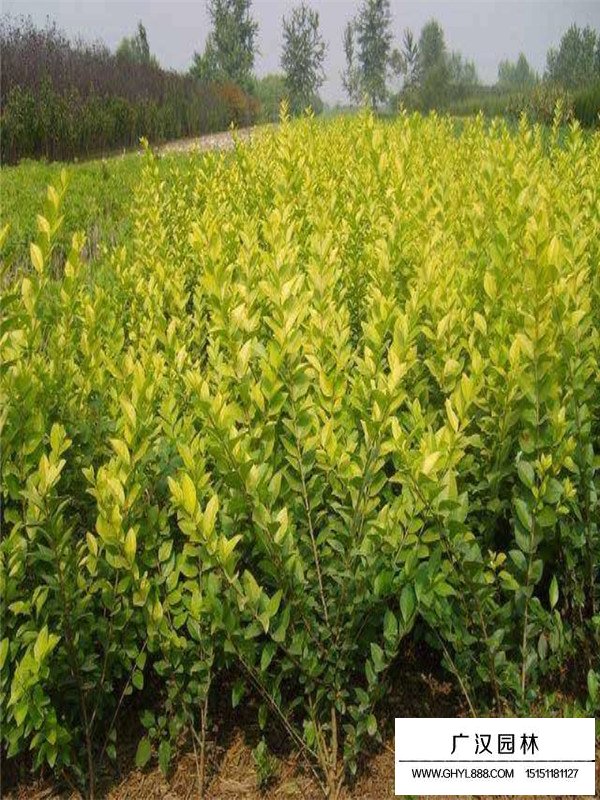 金葉女貞好種植嗎？(圖2)