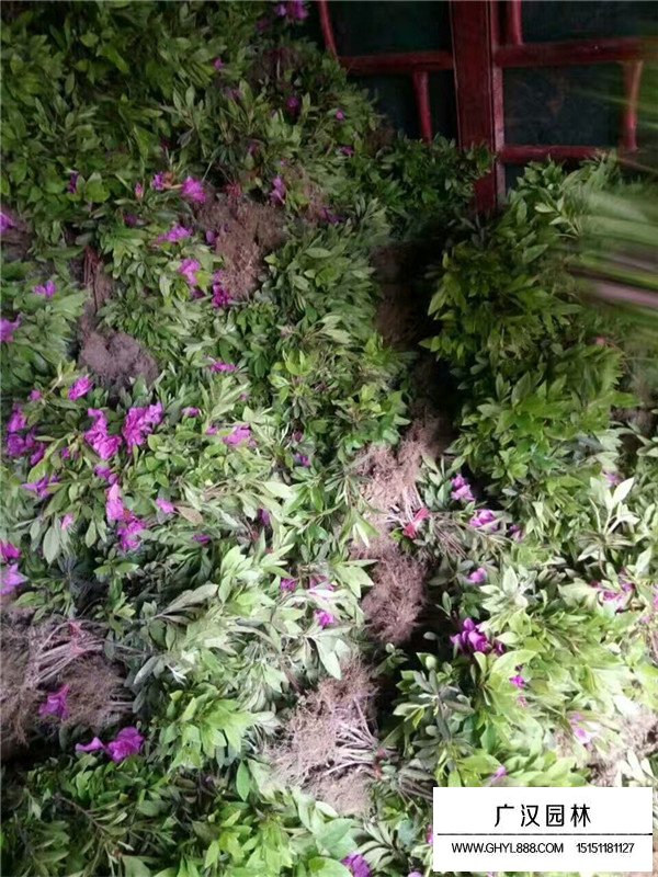 毛鵑的主要價值(圖2)