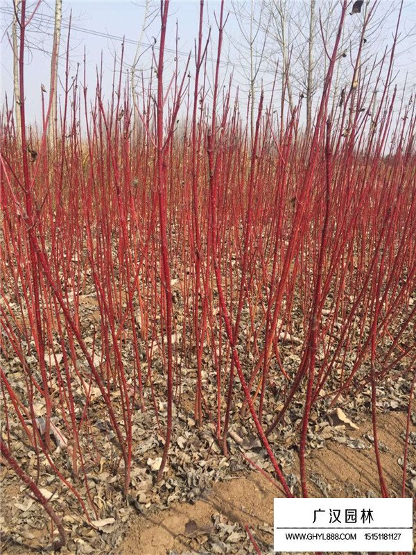 紅瑞木的園林和藥用價值(圖1)