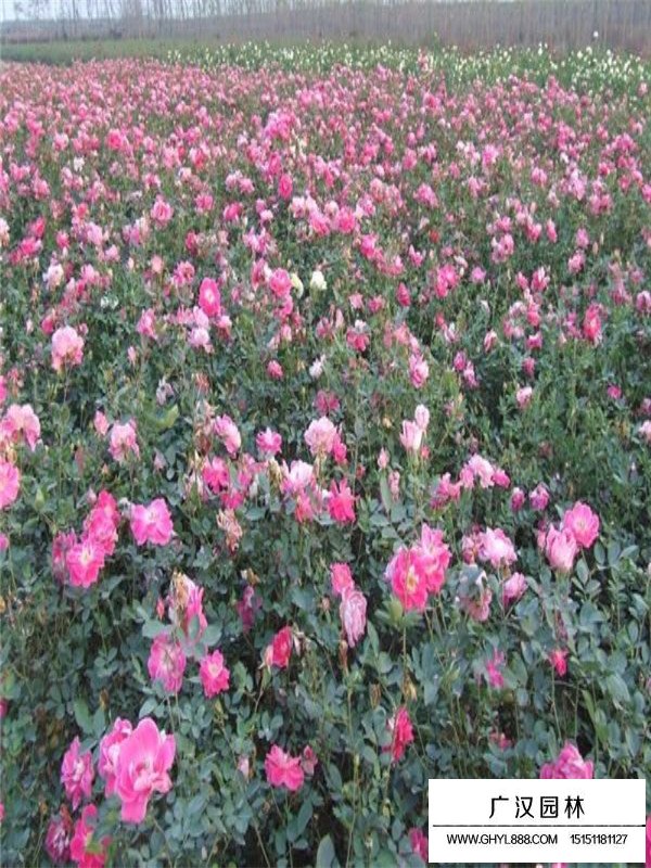 豐花月季的花期(圖1)