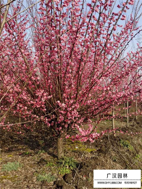 紅梅樹什么時候開花(圖1)