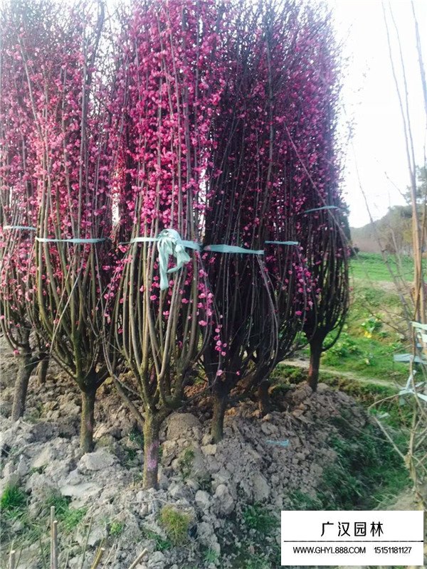 紅梅樹什么時候開花(圖3)