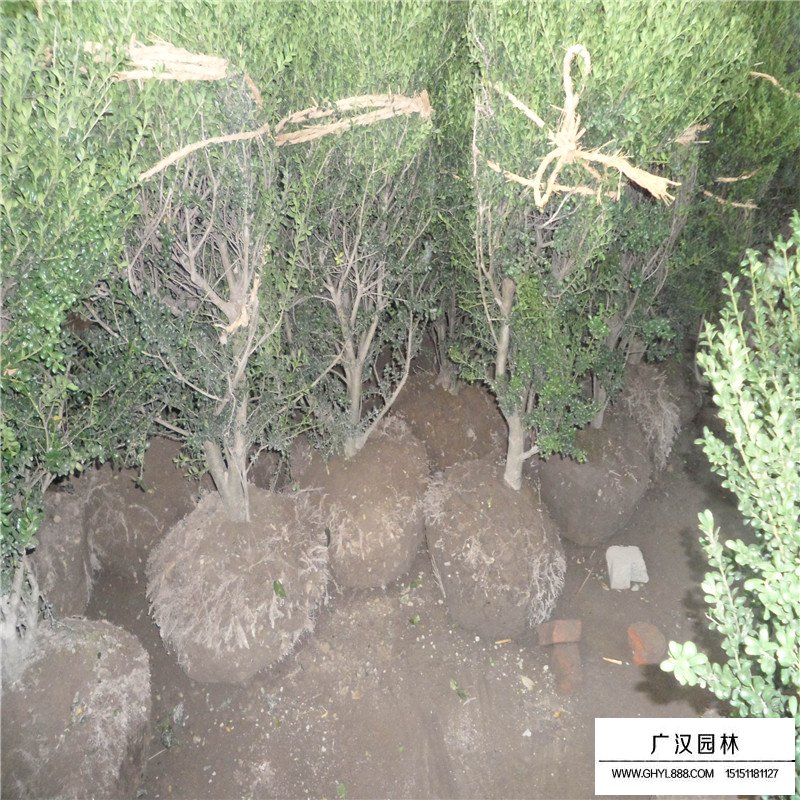 龜甲冬青小苗的枝枯病防治(圖4)