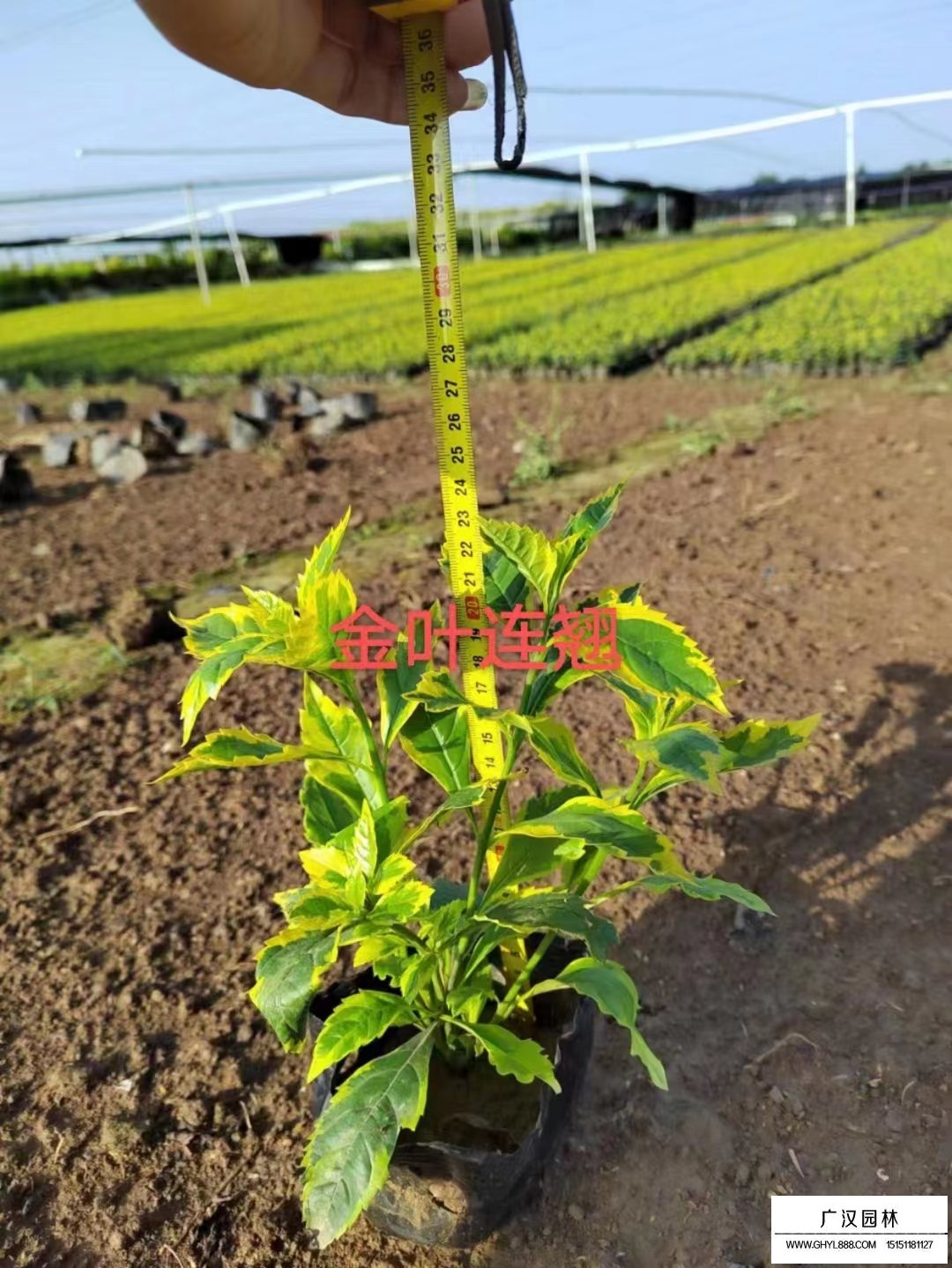 金葉連翹(圖3)