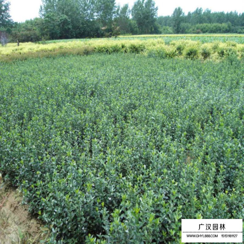 大葉黃楊苗哪里多(圖1)