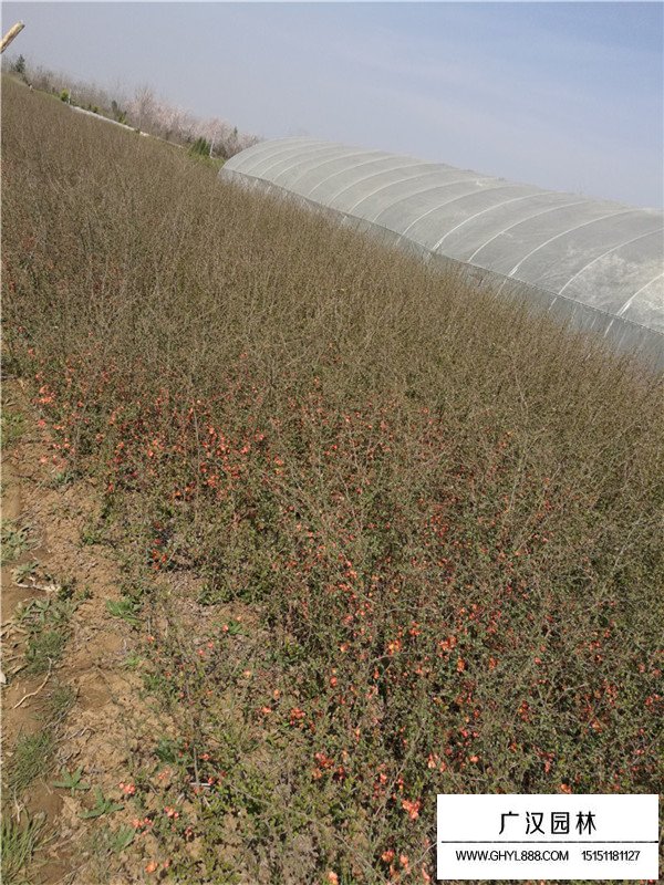 海棠球種植基地(圖1)