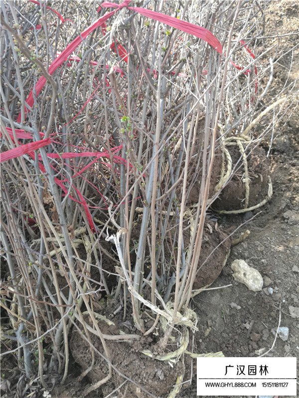 海棠球種植基地(圖2)